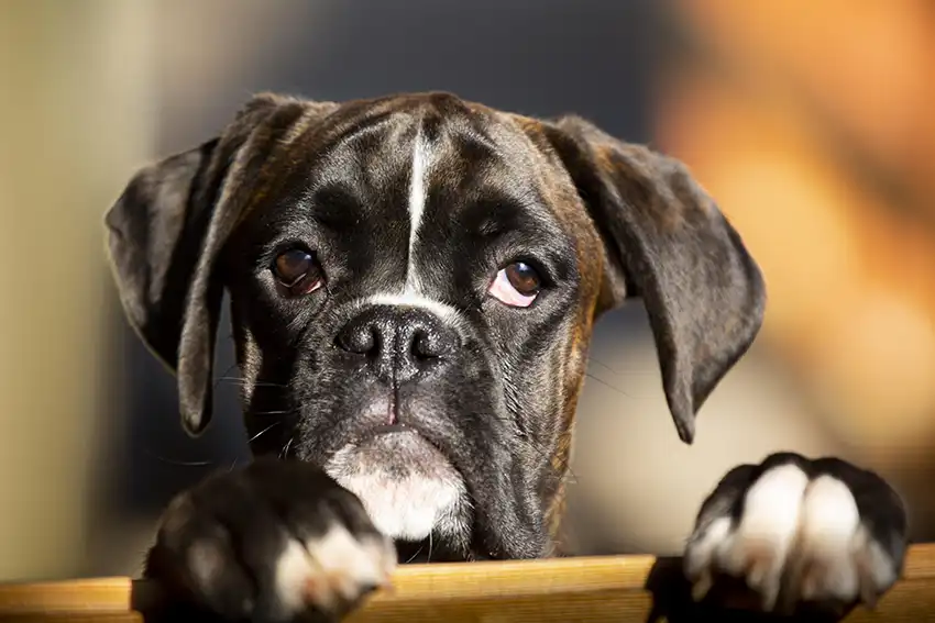 Boxer Dog Breed
