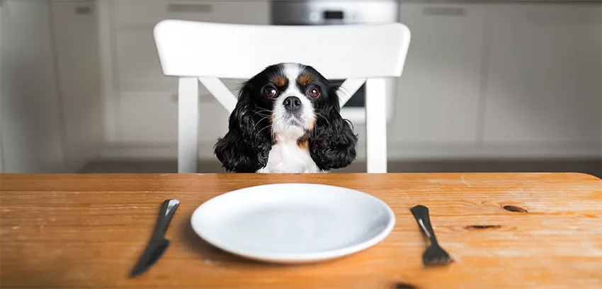 Cavalier King Charles Dog Feeding