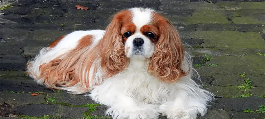 Cavalier King Charles Grooming