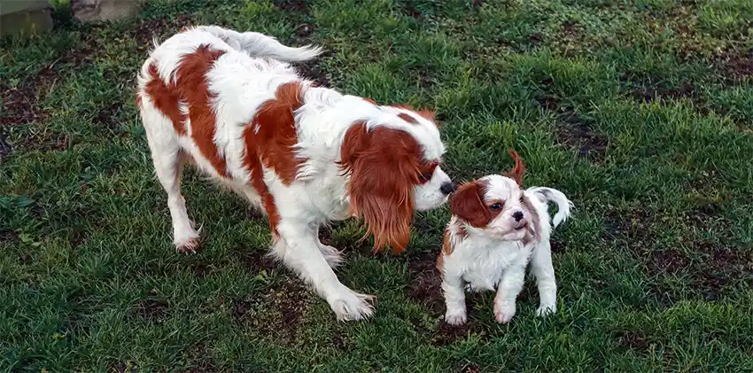 Cavalier King Charles Puppy