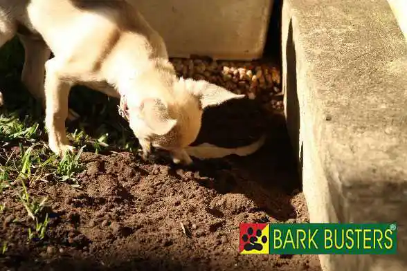 Chihuahua Dog Behaviour