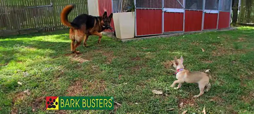 Chihuahua Socialisation