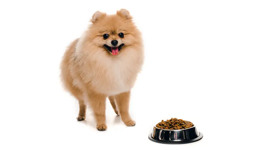 Pomeranian Food