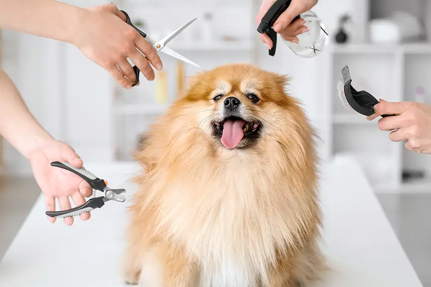 Pomeranian Grooming
