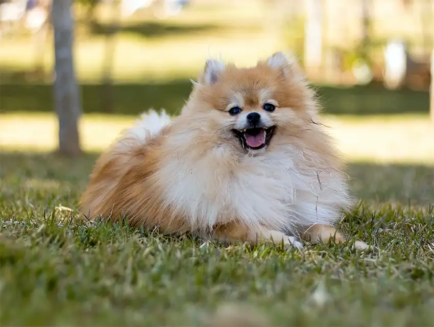 Pomeranian Playing