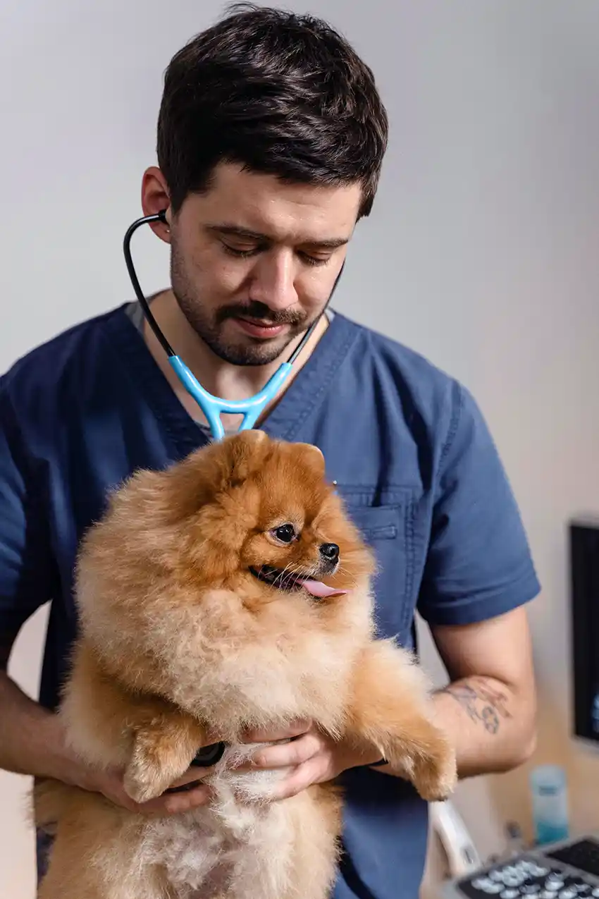 Pomeranian Veteranarian