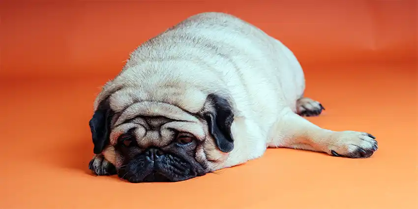 Overweight Pug