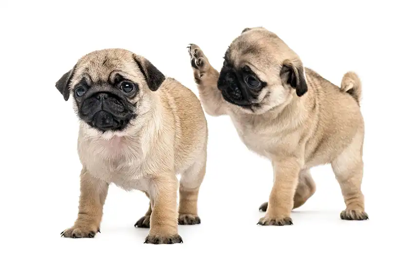 Pug Puppies