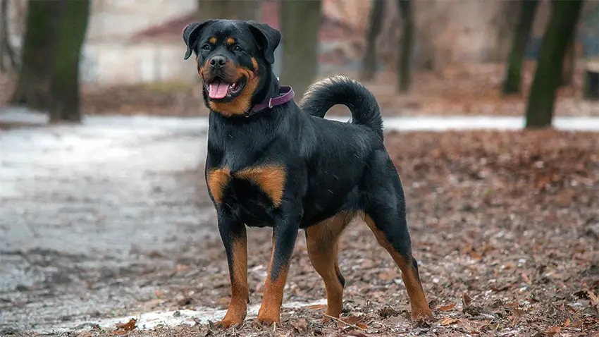 Rottweiler Dog