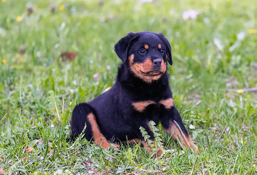 Rottweiler Puppy