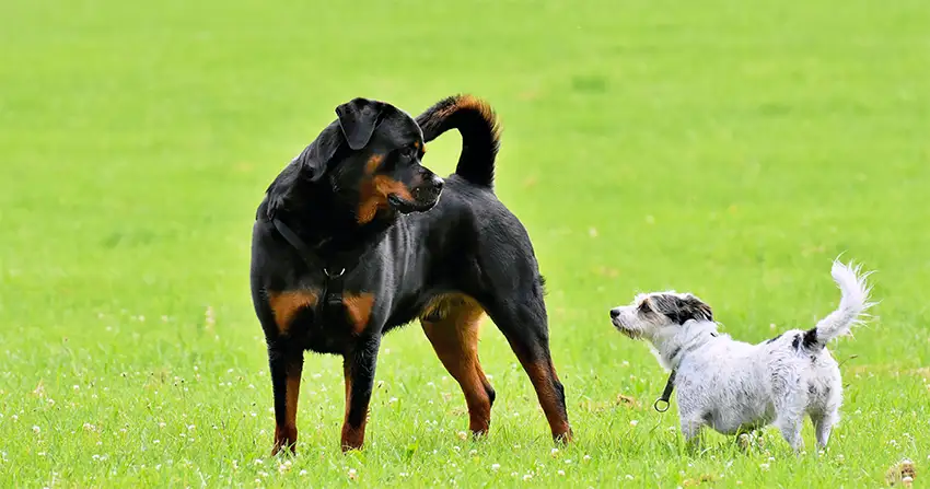 Rottweiler Socialisation