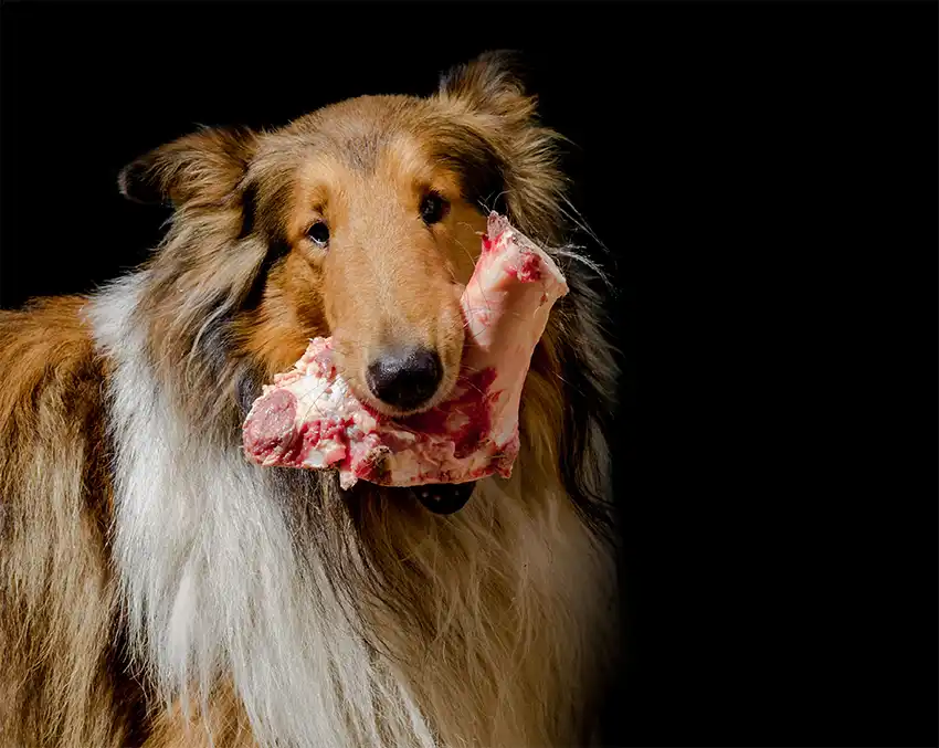 Rough Collie Feeding