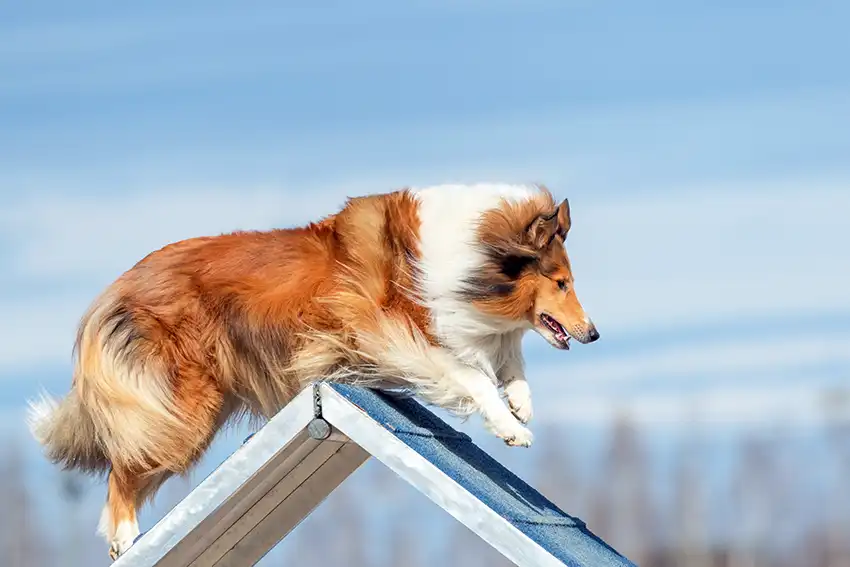 Rough Collie Playing