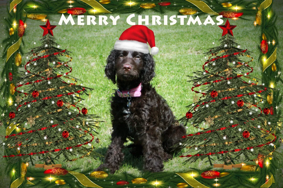 Christmas Dog Safety Tips: Keep Your Dog Safe & Happy This Festive Season
