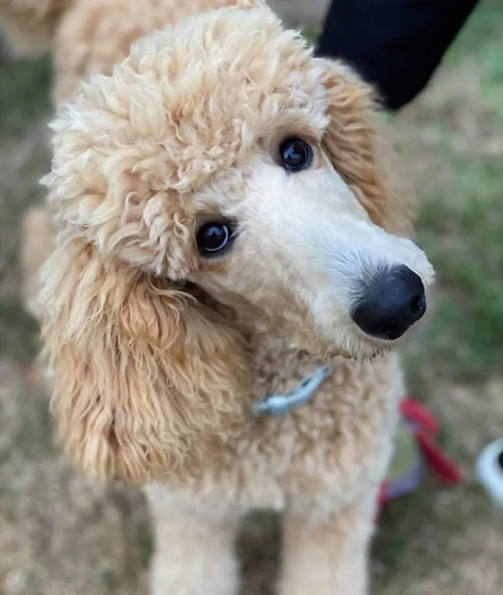 Understanding and Training Dogs with Separation Anxiety