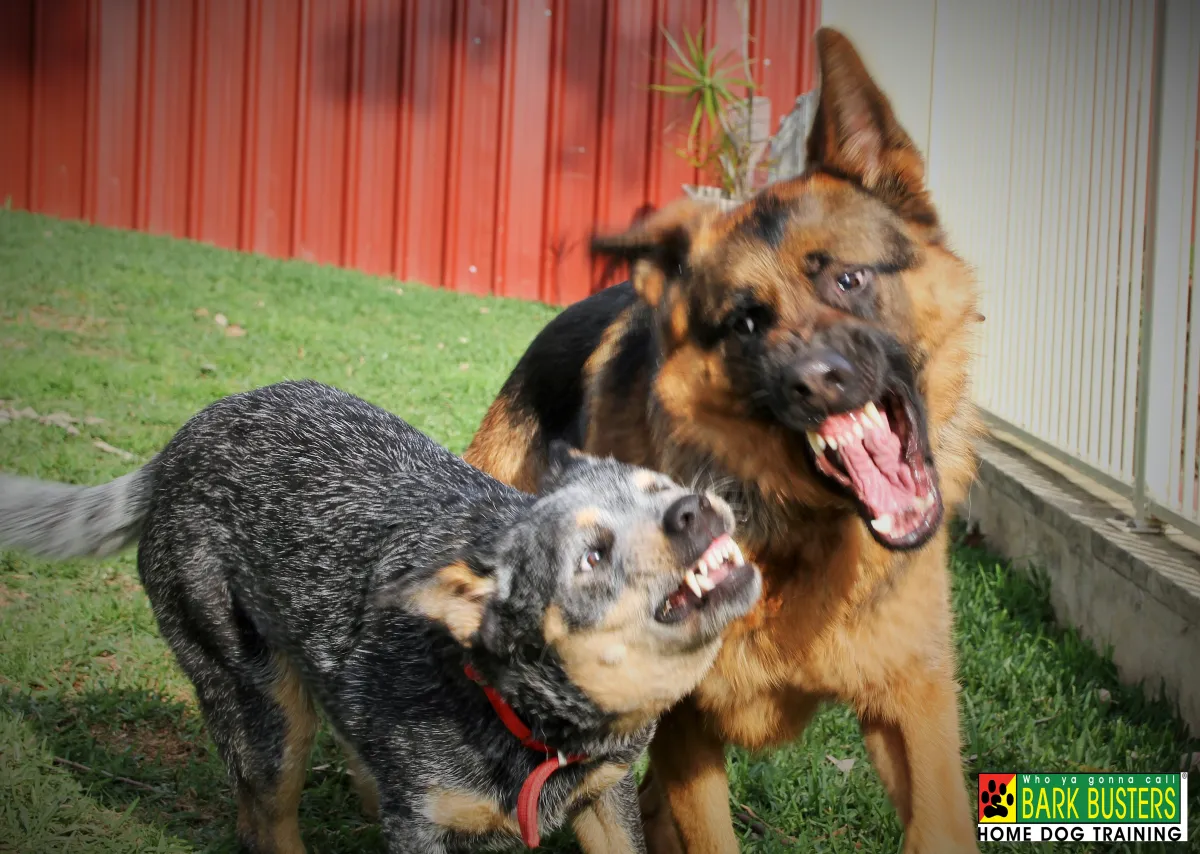 Dog Aggression Training & Tips