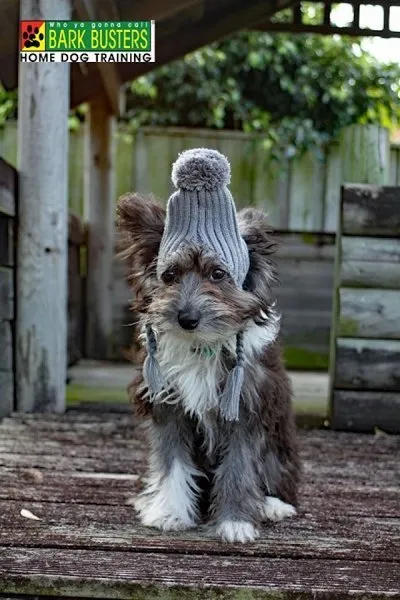 Winter woes? A dog-lover's guide to solving winter blues