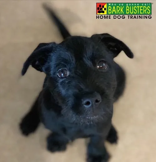 Getting A New Puppy? What You Will Need.